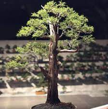 Maybe you would like to learn more about one of these? Bonsai Cucur Atap Photos Facebook