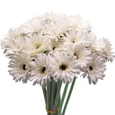 Football mum flowers are shipped directly from our farms with no water tubes. Cn Knight Artificial Flower 12pcs 22 Long Stem Silk Daisy Faux Mums Flower Chrysanth Gerbera For Wedding Bridal Bouquet Bridesmaid Home Decor Office Baby Shower Prom Centerpiece Snow White Silk Flower Arrangements