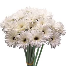 Maybe you would like to learn more about one of these? Cn Knight Artificial Flower 12pcs 22 Long Stem Silk Daisy Faux Mums Flower Chrysanth Gerbera For Wedding Bridal Bouquet Bridesmaid Home Decor Office Baby Shower Prom Centerpiece Snow White Silk Flower Arrangements