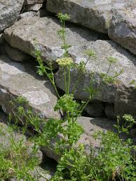 Image result for Petroselinum