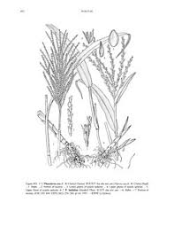 Image result for Phacelurus