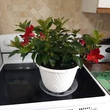 Image result for dipladenie hybrida rio obrázek