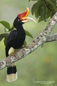 We did not find results for: Enggang Borneo Kemos Enggang Borneo Kemos According To The Belief Of The Dayak People Their Ancestors Came From The Sky And Came Down To Earth As The Address Of Hornbills