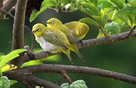 Harga burung pleci pun bervariasi, hal ini tergantung dari jenis dan kualitasnya. Burung Pleci Sejarah Jenis Harga Jual Dan Cara Perawatannya