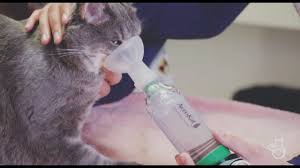 I never thought he'd be so good at it, because he's 14 years old, 14 pounds, and pretty rambunctious, independent, and stubborn. How To Use A Feline Aerosol Chamber At Home Youtube