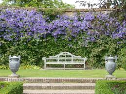 Bepflanzen Kletterpflanzen Efeu Clemantis Waldrebe Garten Pflanzen Clematis Kletterpflanzen