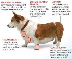 70 inquisitive corgi chart