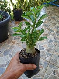 Jual beli bonsai adenium online terlengkap, aman & nyaman di tokopedia. Bonsai Adenium Obesum Bibit Tanaman Bonsai Adenium Obesum Shopee Indonesia