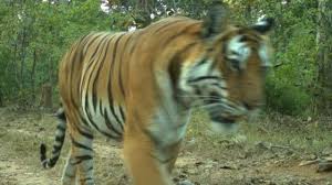 Namun ada juga yang diperbolehkan dengan syarat khusus. Binatang Apa Yang Ada Di Sekitar Sekolah Anda Proyek Kamera Jebakan Ini Menemukan Jawabannya Bbc News Indonesia