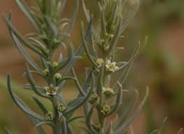 Image result for Thesium singulare