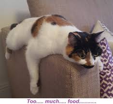 Find opening times for the nearest cat sitters and other contact details such as address, phone number, website. What Life Is Like When You Re A Cat Sitter Katzenworld