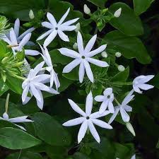 Image result for Jasminum