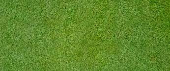 It is either a beloved friend or hated foe. All You Need To Know About Bermudagrass