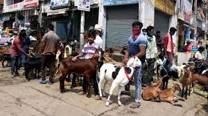 May your faith and love for allah be rewarded with peace, happiness, and successes for today and always. Eid Ul Adha Prices Of Sacrificial Goats Hit Amid Covid 19 Crisis