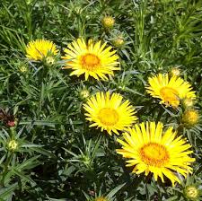 Image result for Inula