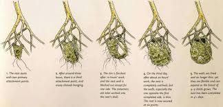 Weaver Bird Nest Cross Sectional Google Search How To Attract Birds Animal Design Birds