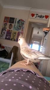 Sultan Papagani Forumu Sultanpapaganlari Com Uretim Page 174 Chan 5489544 Rssing Com