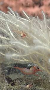 Image result for Subularia monticola