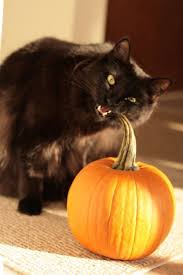 Halloween Black Cat Kedi