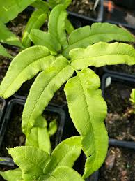 Image result for Coniogramme