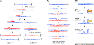 Trinucleotide Repeat Expansions Timing Is Everything Trends In Molecular Medicine
