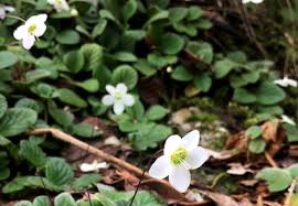 Image result for Gesneriaceae