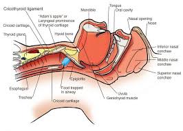 How To Perform A Tracheotomy Tracheostomy Body Systems Anatomy
