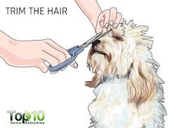How To Remove Your Dog S Tear Stains Top 10 Home Remedies Dog Tear Stains Tear Stains Cleaning Hacks