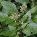 Image result for Nelsonia smithii