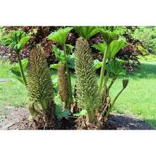 Image result for Gunnera