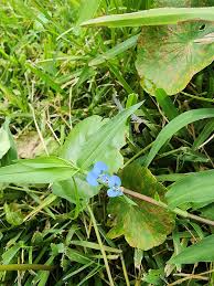 Image result for Commelina diffusa