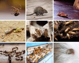 Looking for pest control, termites control or bed bugs control? Pest Control Perth Our Locations Rockypest