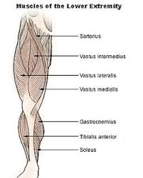 Types, diagram, related diseases and facts. Vastus Lateralis Muscle Wikipedia