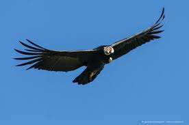 980+ gambar burung rajawali clipart gratis. Ini Sepuluh Burung Yang Mampu Terbang Tertinggi Mongabay Co Id Mongabay Co Id