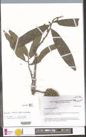 Image result for Dictyophleba ochracea