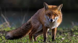 Fox Spiritual Meaning and Symbolism - Parade