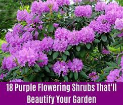 Purple flowering bush identification uk. 18 Purple Flowering Shrubs That Ll Beautify Your Garden Diy Crafts