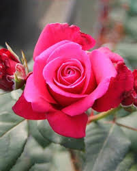 A rose is a woody perennial flowering plant of the genus rosa, in the family rosaceae, or the flower it bears. Rose Timeless Collection Hayloft
