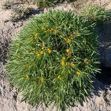 Image result for Geigeria schinzii