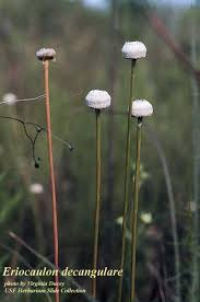 Image result for Eriocaulon truncatum