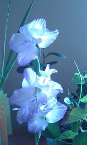 Pin By Laurie Templin On My Garden Plants Garden