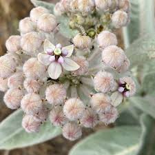 Image result for Polycarpaea eriantha