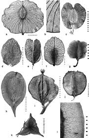 Image result for Cunoniaceae