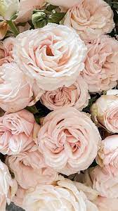 Wholesale Roses In 2021 Rose Flowers Wholesale Roses