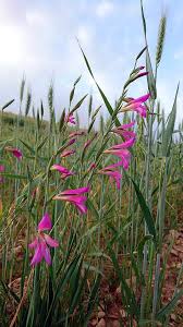 Image result for Gladiolus unguiculatus