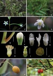 Image result for Erythroxylaceae
