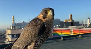 Comics birds of prey and movie birds of prey fans similarly have been quite heated. How To Get Rid Of Pigeons With Falcons Urban Wings Falconry Services