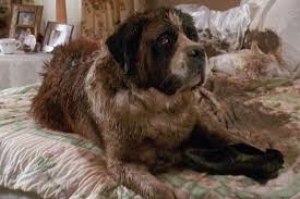 It was also the last film to involve reitman as the first movie had villains involved in unethical animal experiments, and the second one had a scene in which beethoven saves ryce from being raped. Honestly Beethoven The Dog Was A Bit Much