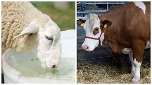 Hranirea vacilor in functie de productia de lapte. Cat Mananca O Vaca Pe Zi Despre ViaÈ›a Din Romania