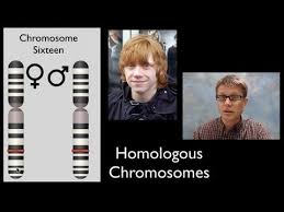 Diploid Vs Haploid Cells Are Bacteria Haploid Or Diploid Yes Biology Resources Apologia Biology Science Videos